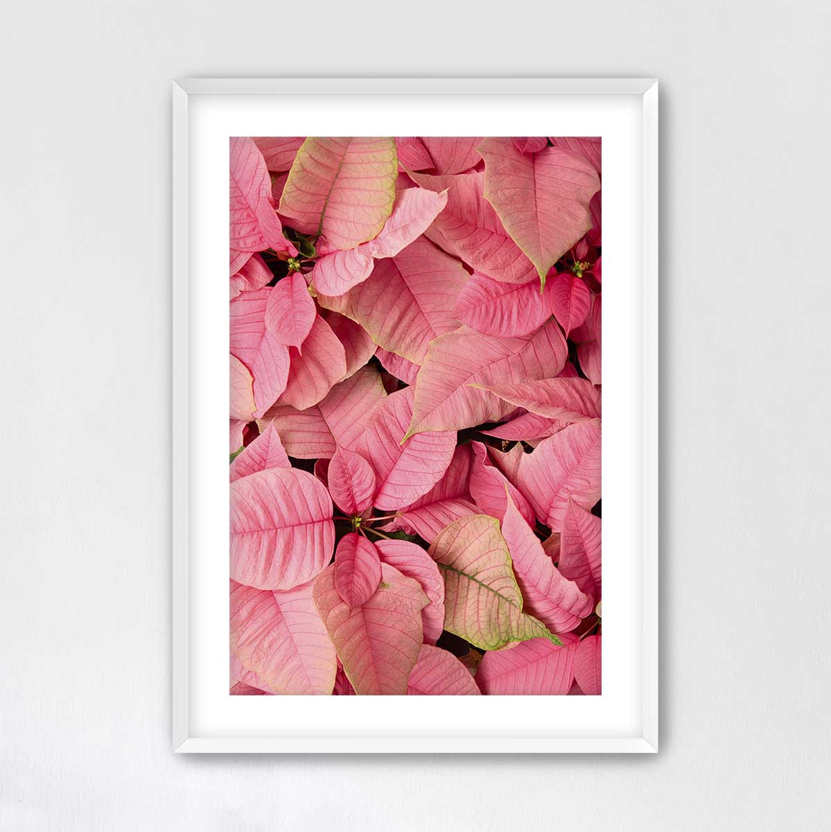 Poinsettia wall art canvas in pink with visible veins, framed in white for vertical Christmas decorating.