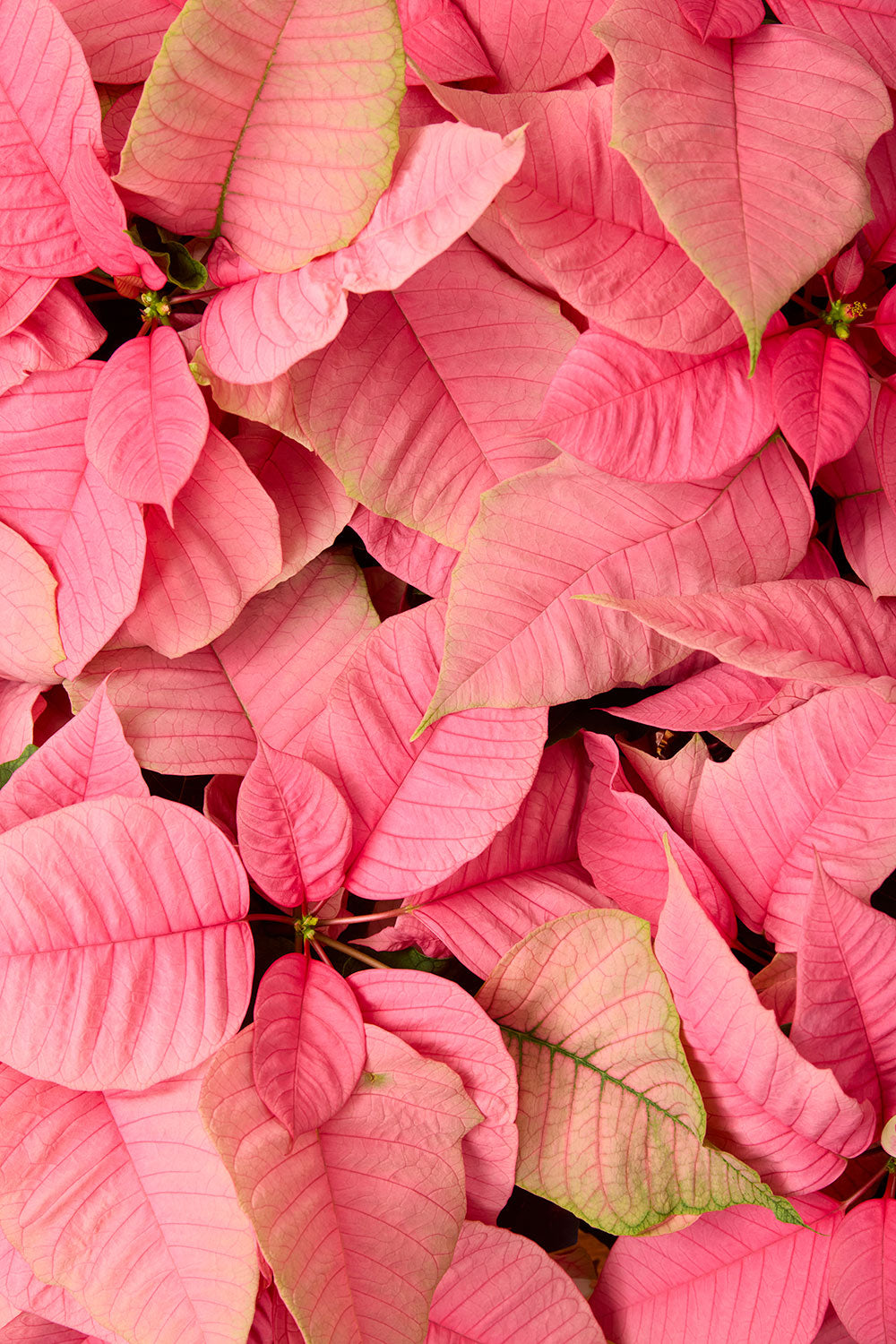 Poinsettia floral wall art canvas in pink with layered leaves and visible veins for vertical Christmas decorating.