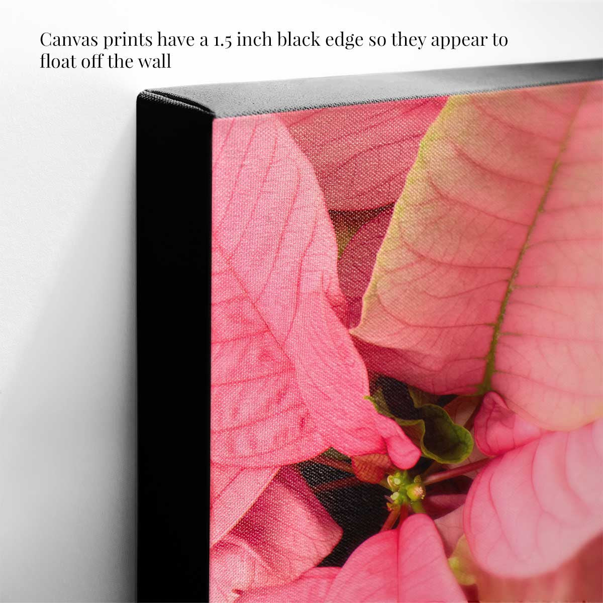 Poinsettia wall art canvas in pink with an overhead floral composition and a 1.5 inch black edge.