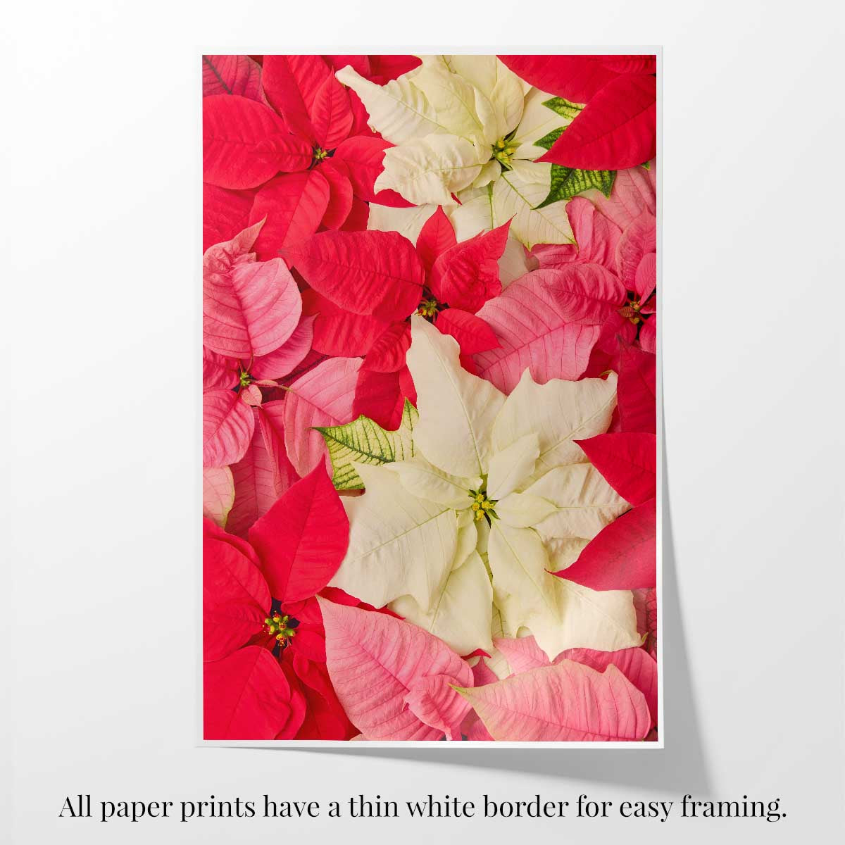 Poinsettia wall art canvas in vivid red, pink, and white with an overhead floral composition and white border.
