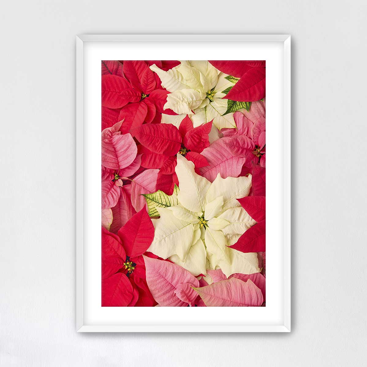 Poinsettia wall art canvas featuring layered red, pink, and cream blooms in a vertical composition.