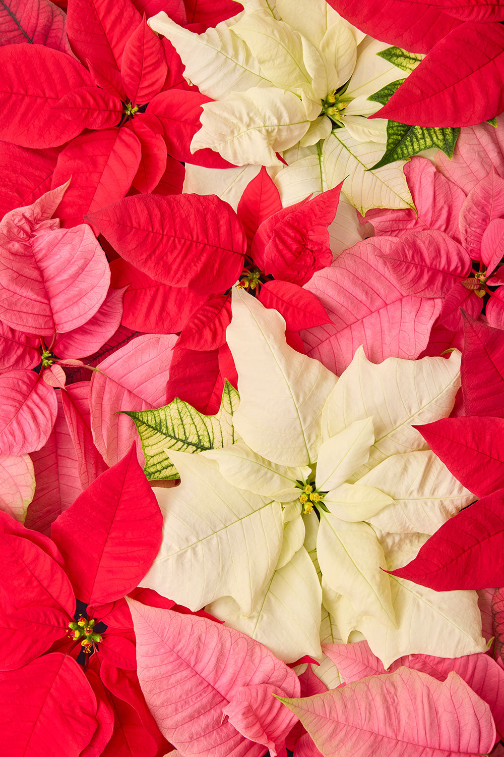 Poinsettia wall art canvas shows an overhead floral composition in red, pink, and cream with layered petals