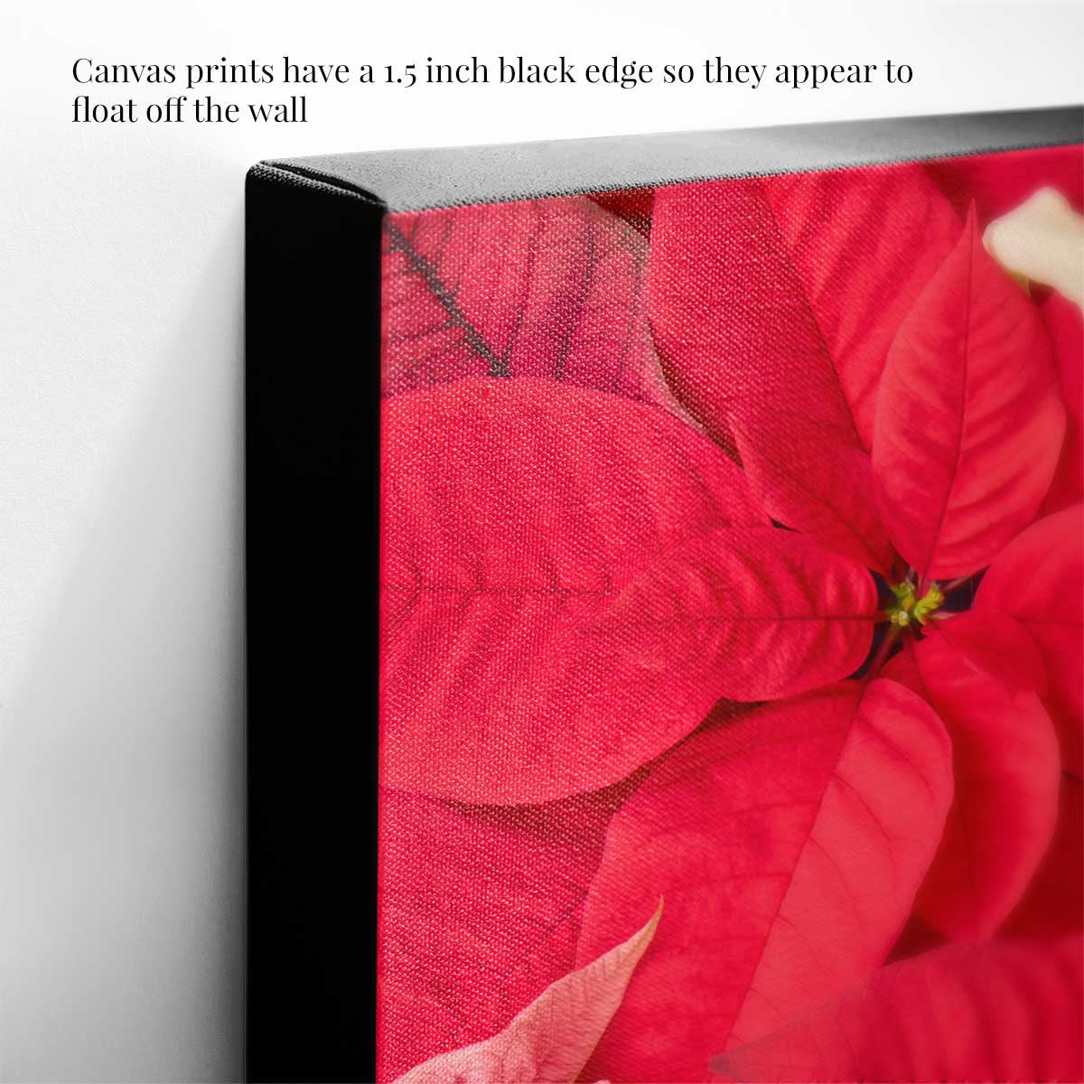 Poinsettia Glow wall art canvas features red floral poinsettia artwork photographed from above with a black edge.