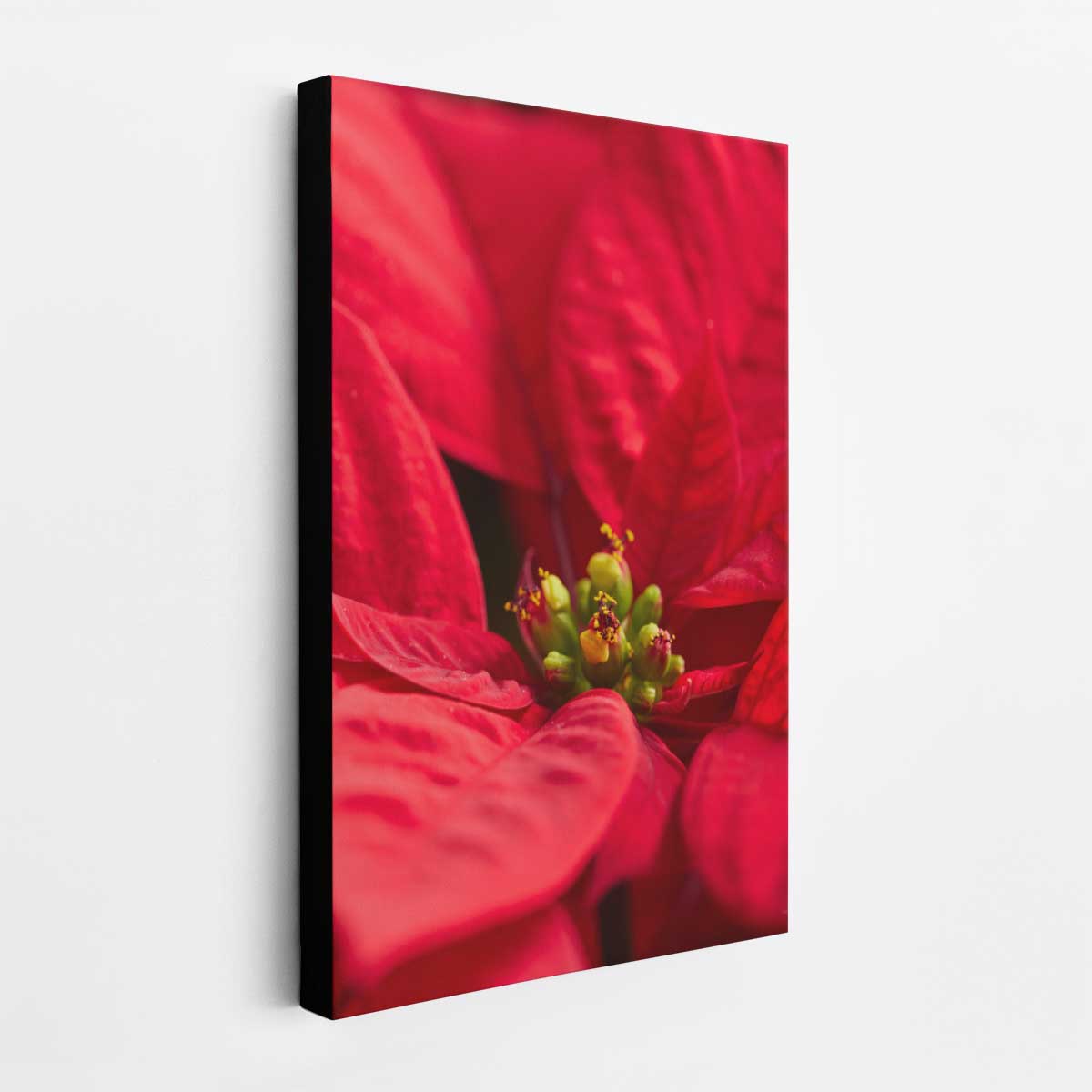 Poinsettia Glow floral wall art print presents a close-up red poinsettia bloom on a vertical canvas.