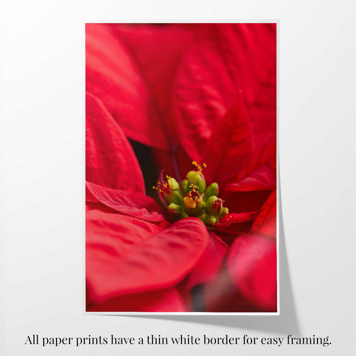 Brilliant in red floral wall art print featuring a close-up poinsettia bloom with a thin white border.