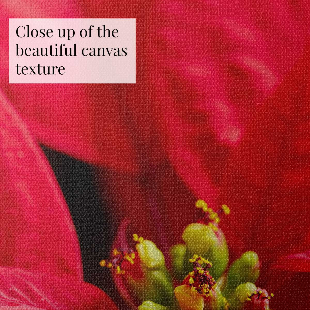 Poinsettia Glow floral wall art print in red with close-up canvas texture and detailed petals for interior display.