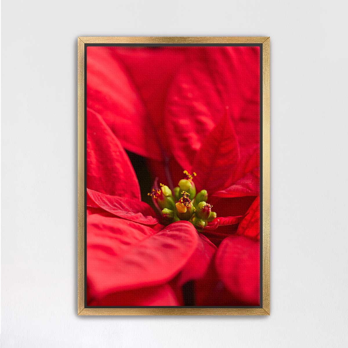 Poinsettia floral wall art print in red with close-up petals and a gold frame for interior display.