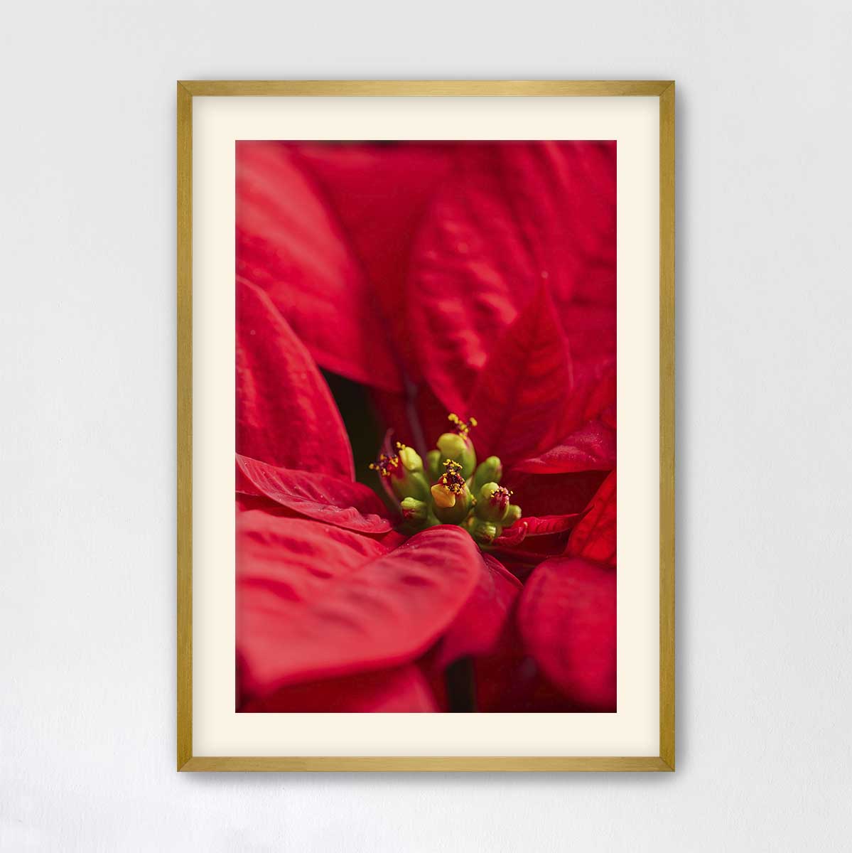 Brilliant in red floral wall art with a poinsettia subject in a gold frame and fine art paper print