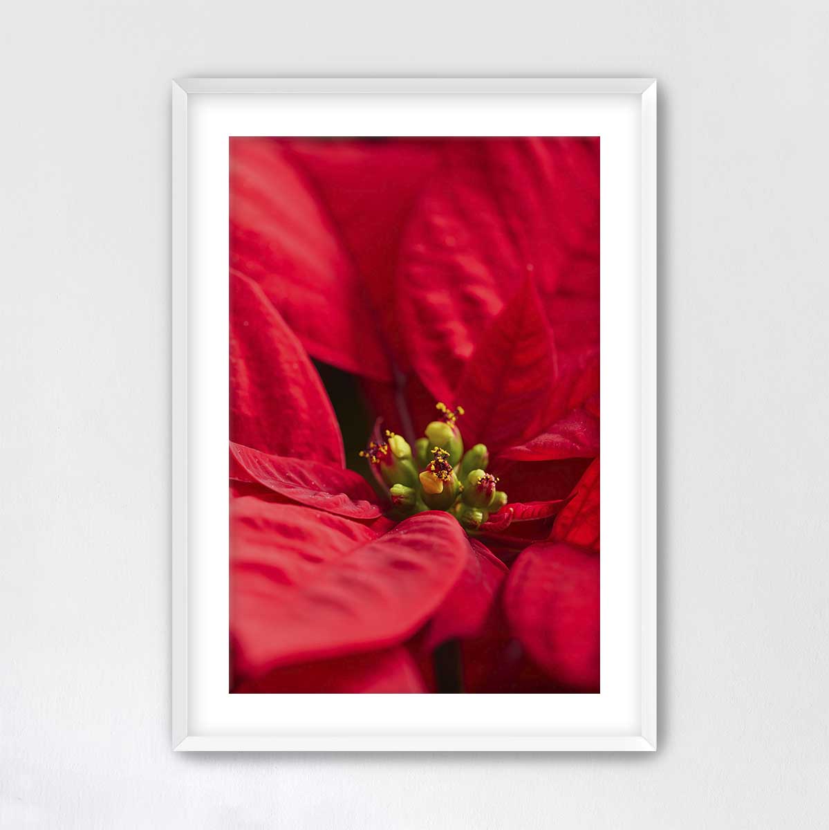 Brilliant in red floral wall art featuring a close up poinsettia subject in a white frame for vertical display