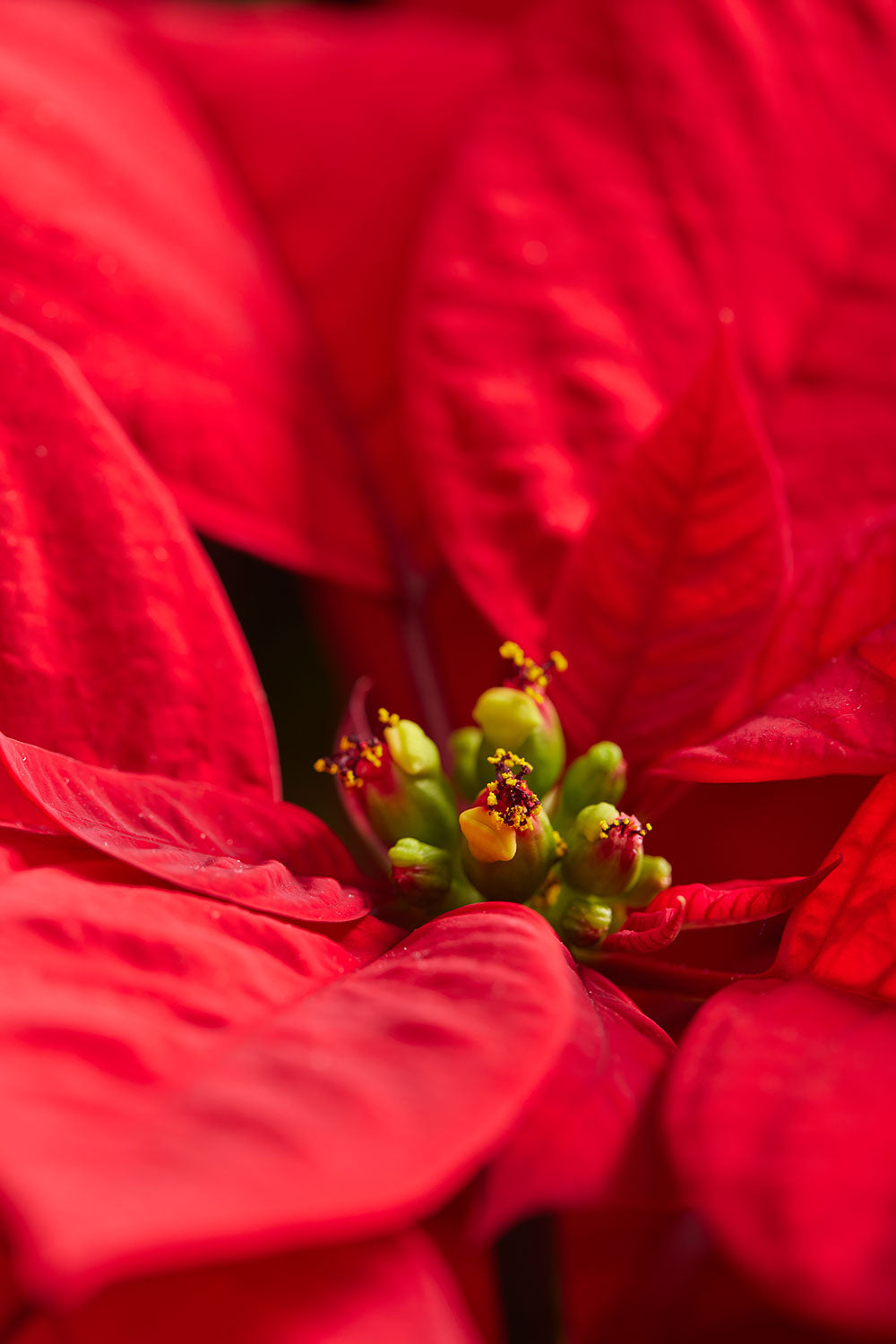 Poinsettia Glow floral wall art in vivid red with richly textured petals and central yellow flowers