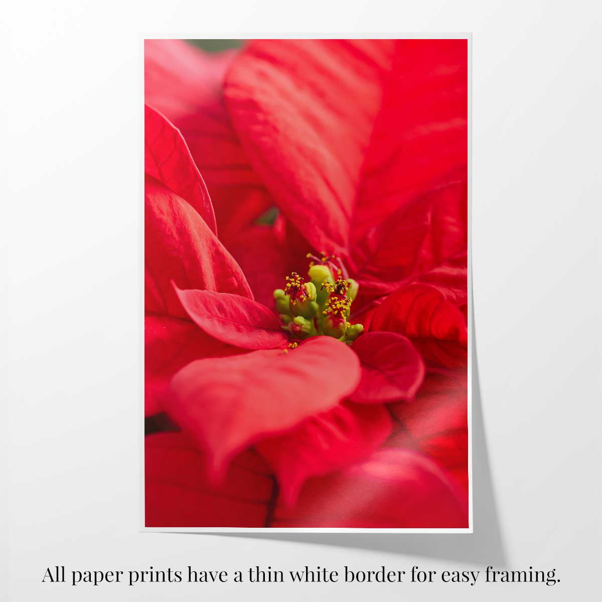 Brilliant red wall art canvas presents close-up poinsettia flowers in a vertical format with a thin white border.