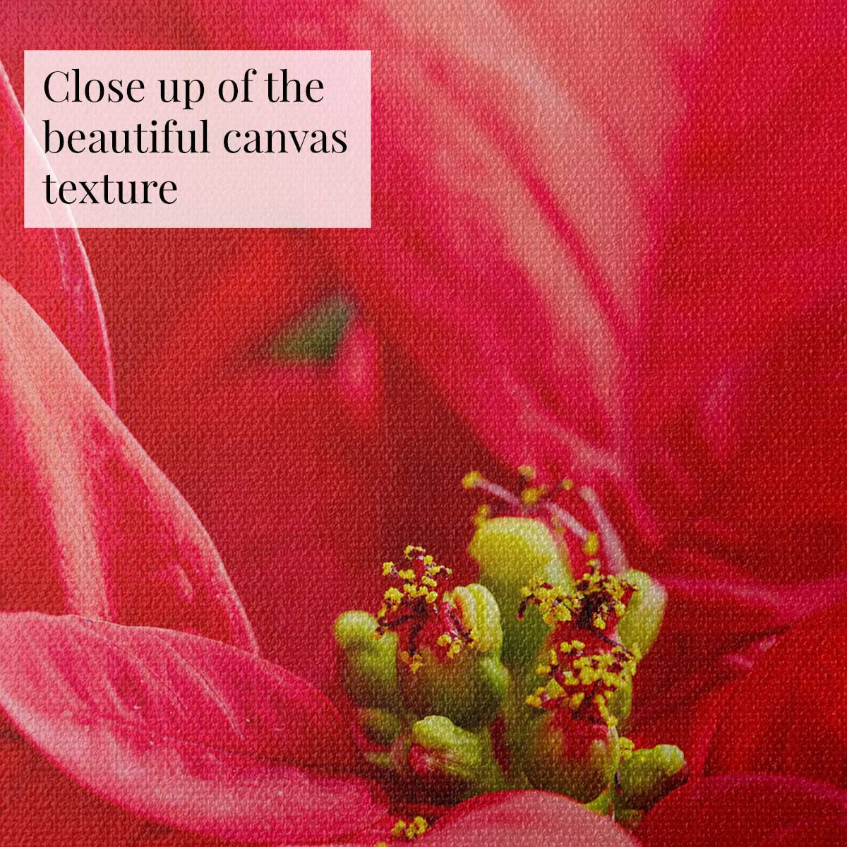 Brilliant in red floral wall art with a close up poinsettia composition and clearly visible fine woven texture.