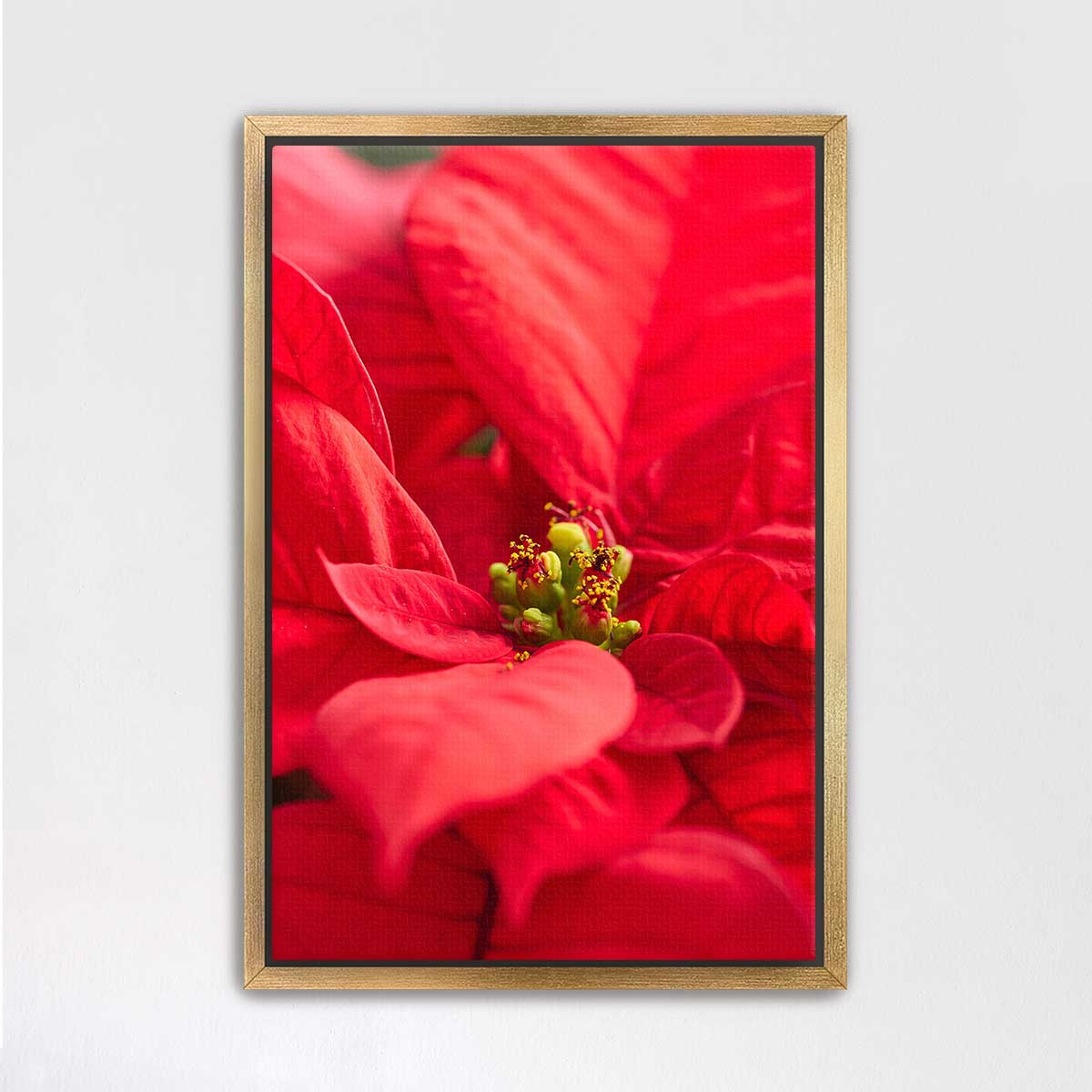 Brilliant in red floral wall art with a gold frame and close-up poinsettia composition for indoor display.