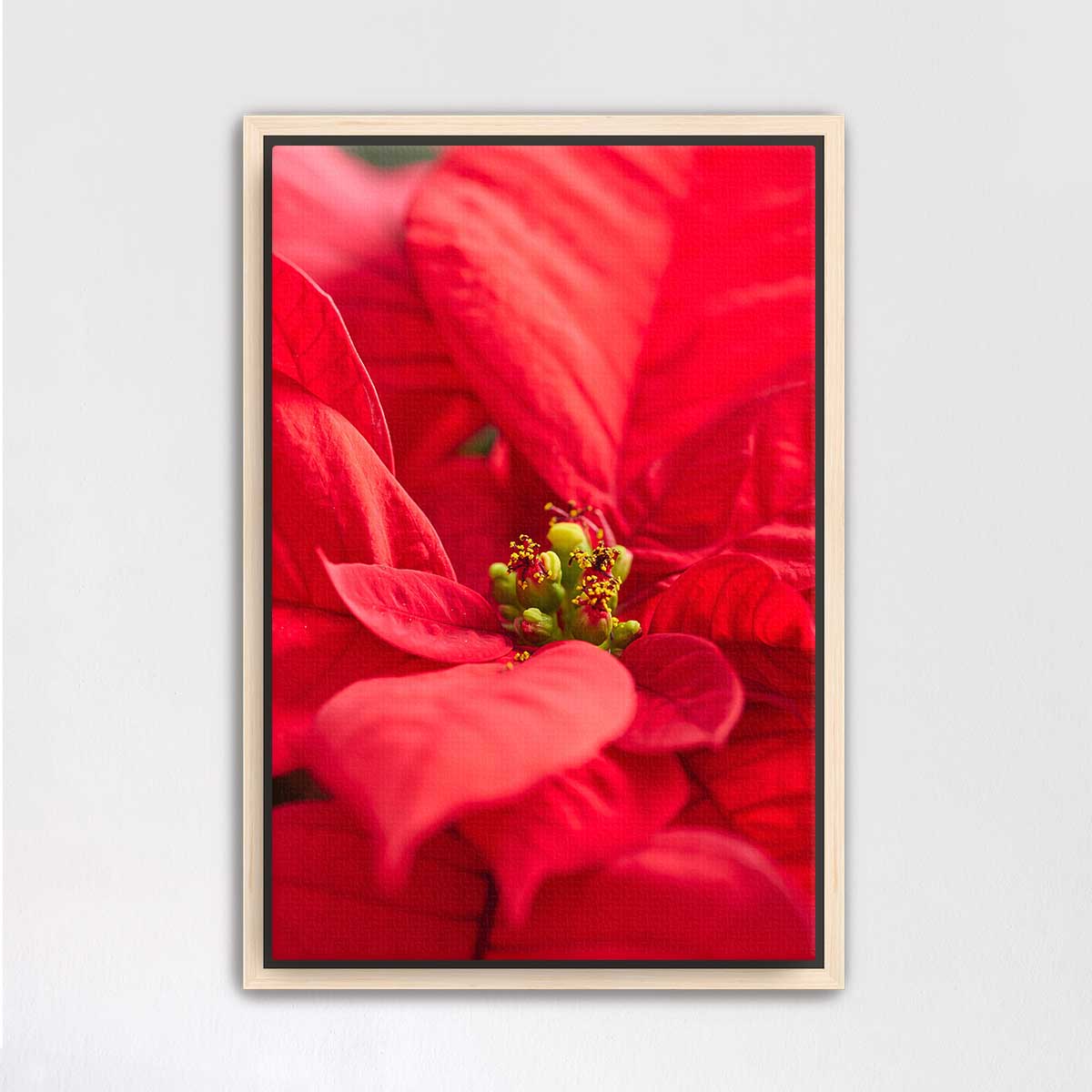 Brilliant red floral wall art canvas with a close-up poinsettia composition in a light wood frame for indoor display.