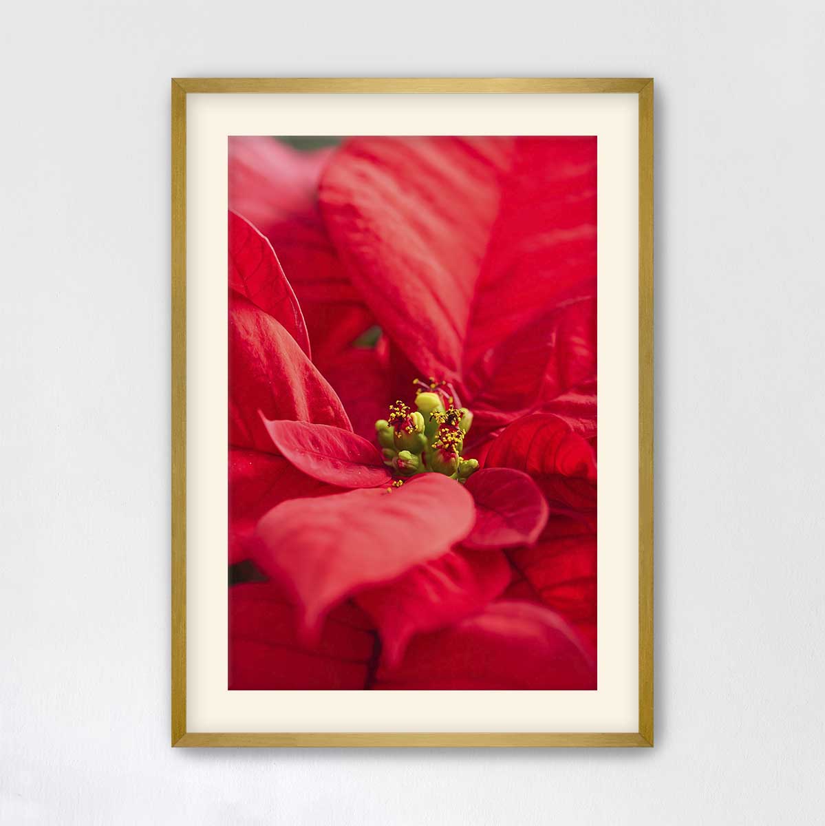 Brilliant red floral wall art canvas featuring close-up poinsettia petals in a vertical gold frame