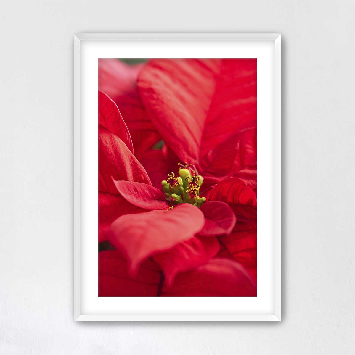 Red wall art canvas featuring close-up poinsettia petals, with vivid texture in a white frame and vertical display