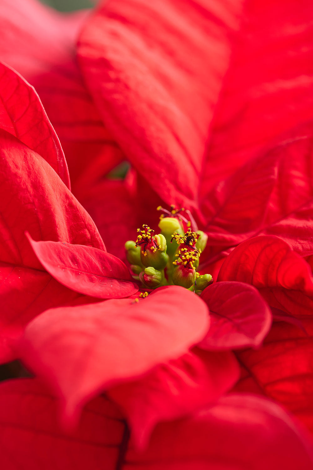 Brilliant red floral wall art canvas with close-up poinsettia imagery shown in vertical format.