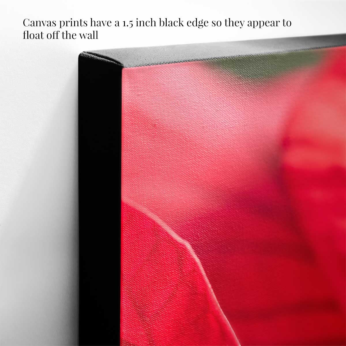 Brilliant red floral wall art with a black edge and close-up poinsettia composition for indoor display