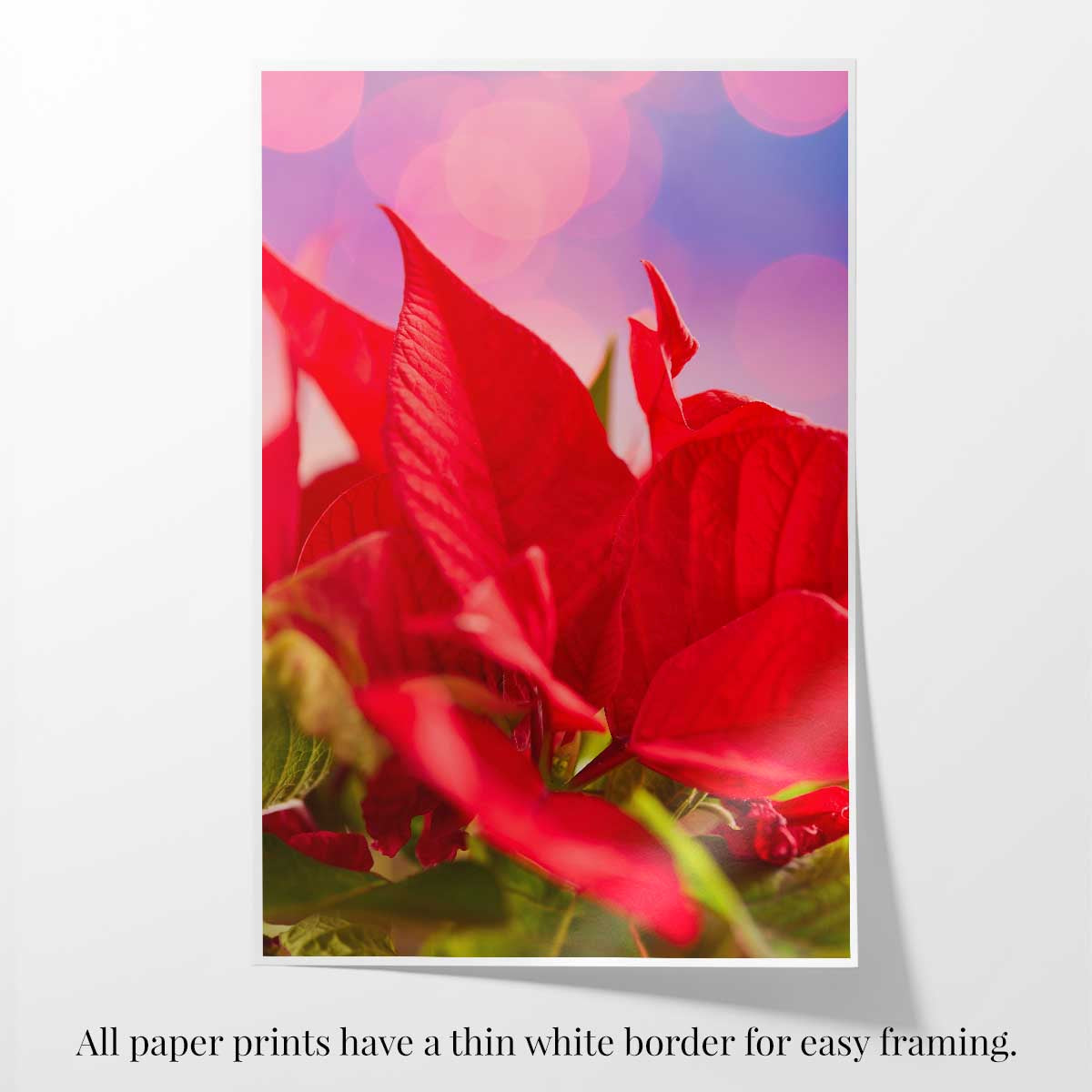 Red and radiant floral wall art print featuring vivid poinsettia petals and a thin white border