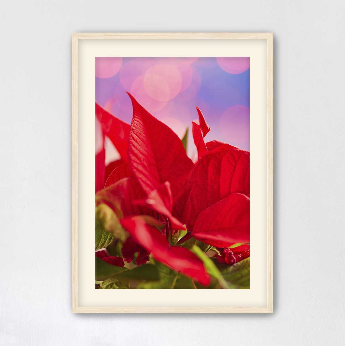Red and Radiant floral wall art print featuring poinsettia blossoms in a vertical composition with a maple frame.