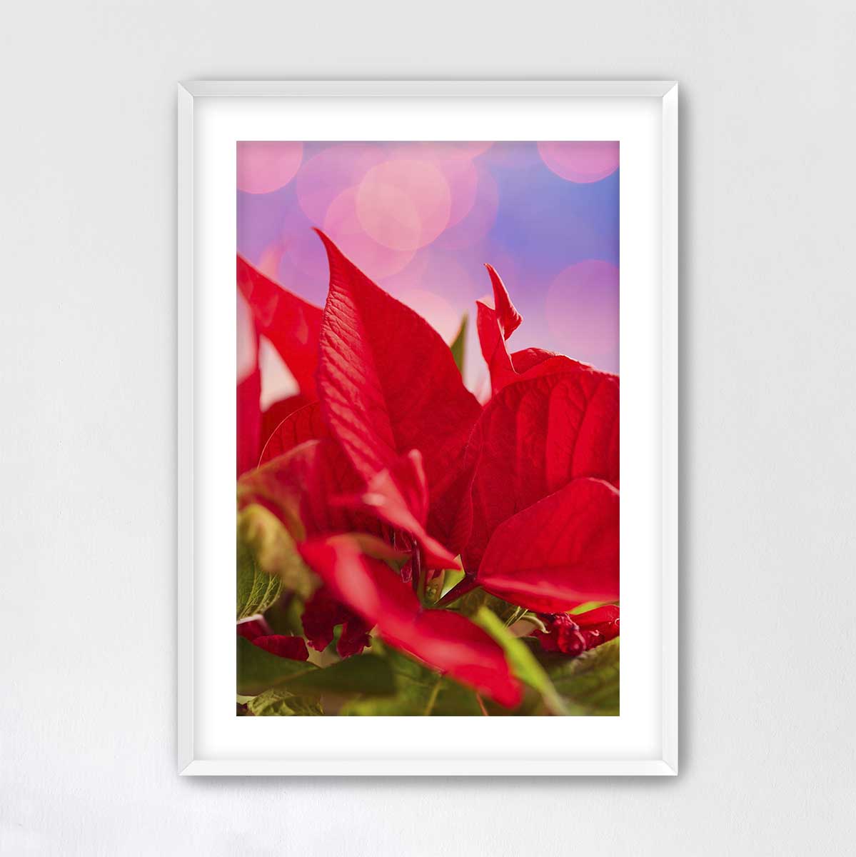 Red and radiant floral wall art print with poinsettia flowers in a white frame for vertical wall display.