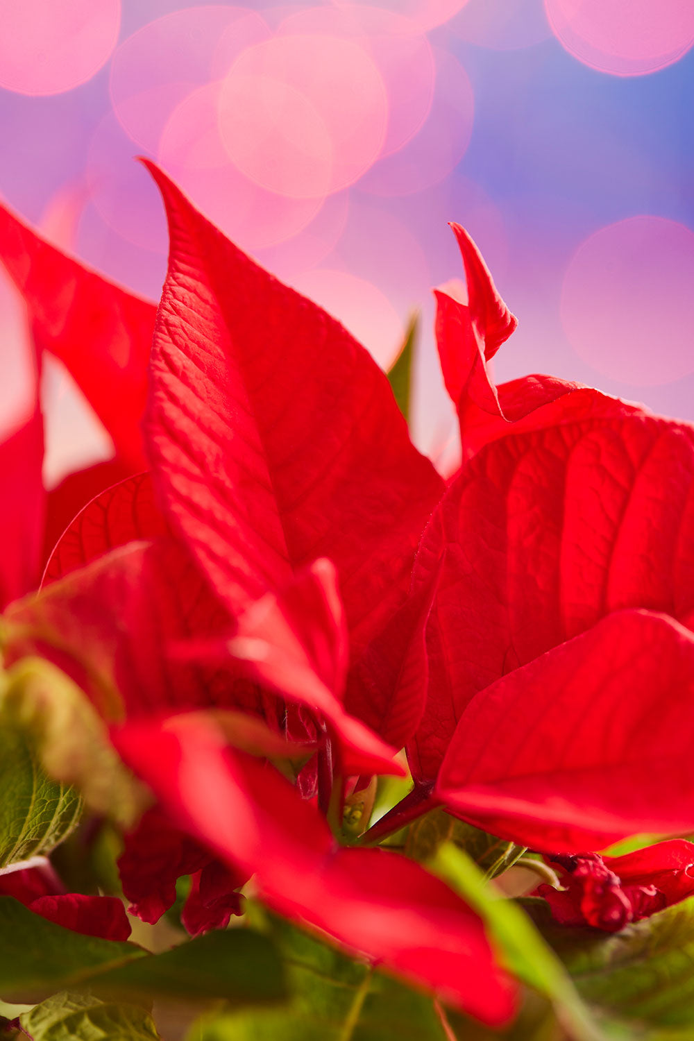 The Red Moment wall art print features poinsettia leaves with soft circular light effects against a purple background.