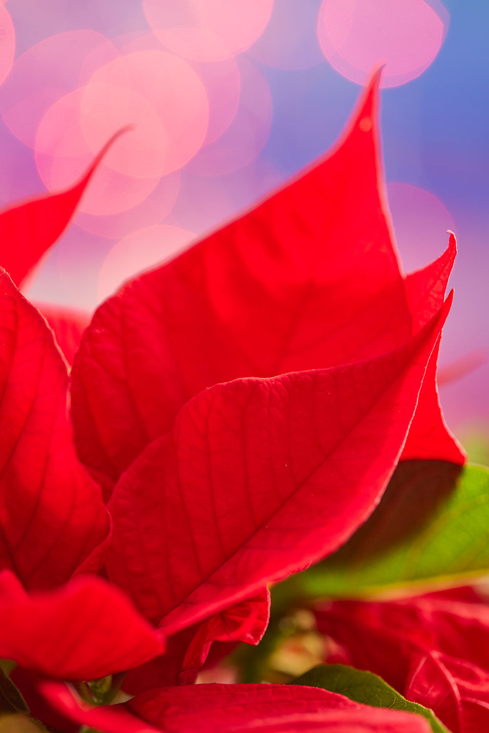 Red and radiant floral wall art canvas with poinsettia blooms, vertical display, and blurred light circles