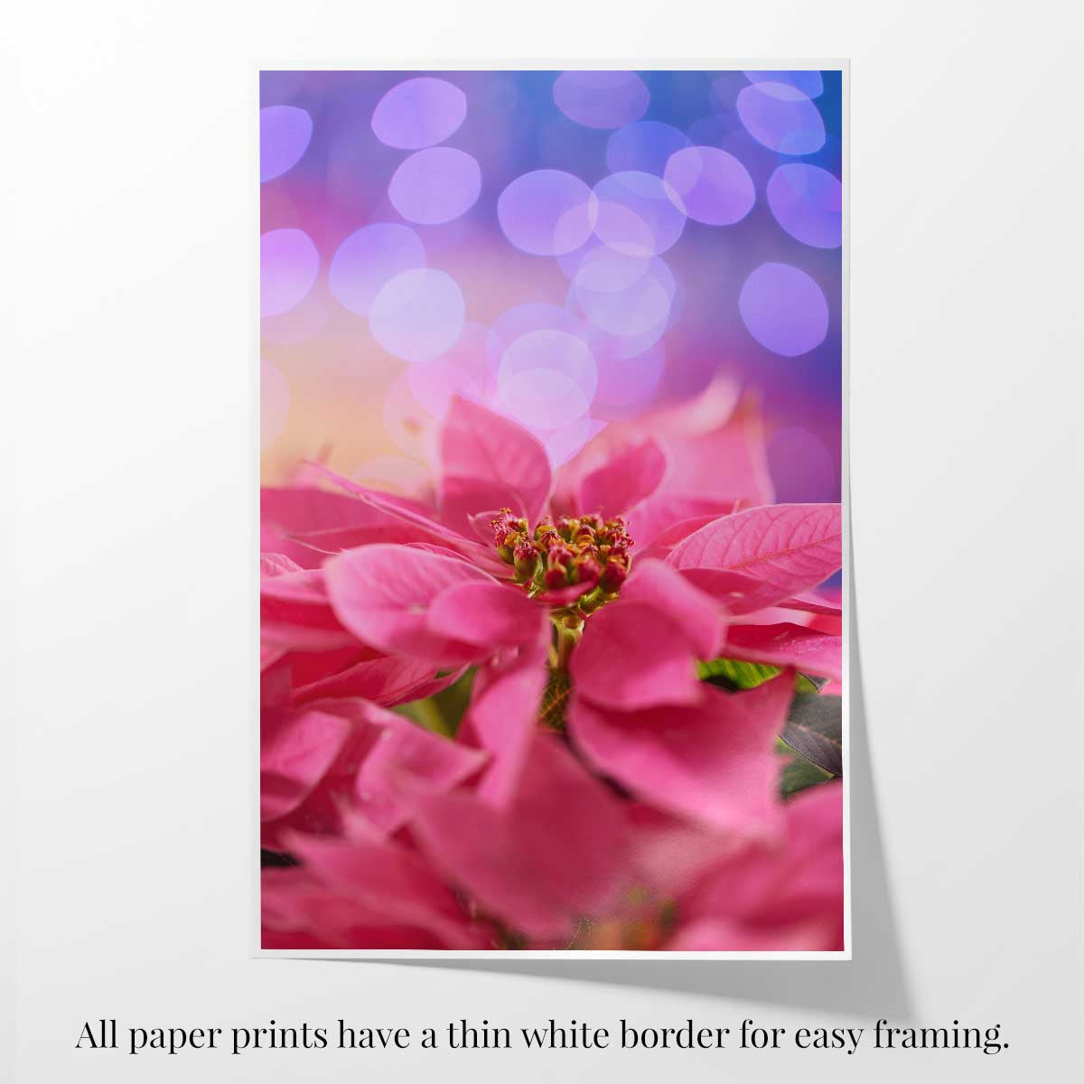 Pink Holiday Crush poinsettia Christmas wall art print with vertical composition and thin white border for easy framing