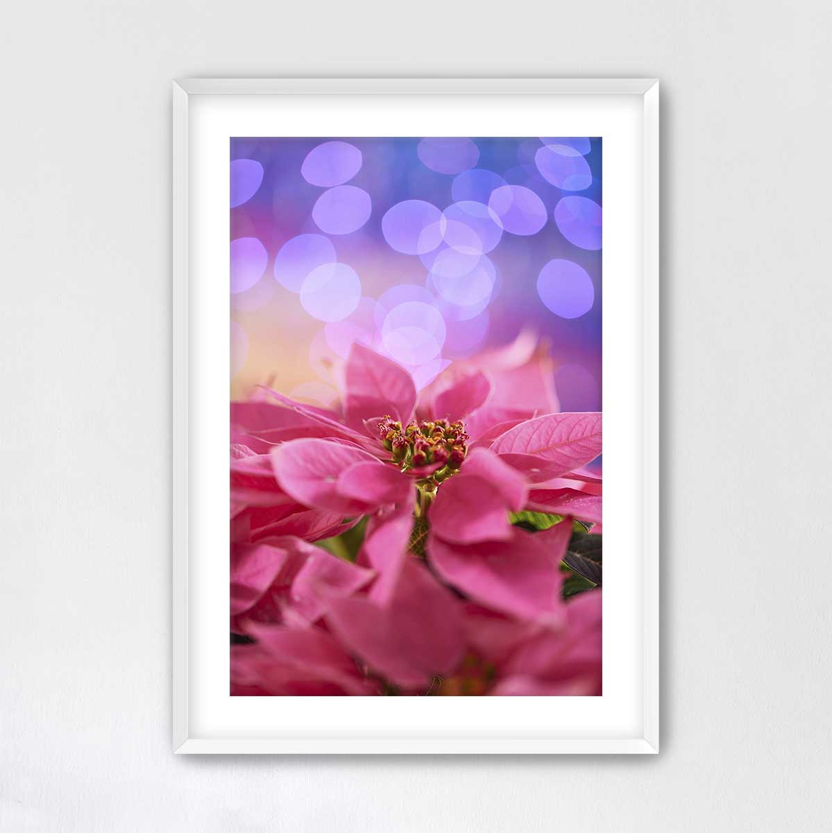 Pink Holiday Crush poinsettia Christmas wall art print in a white frame, featuring vivid petals and soft bokeh