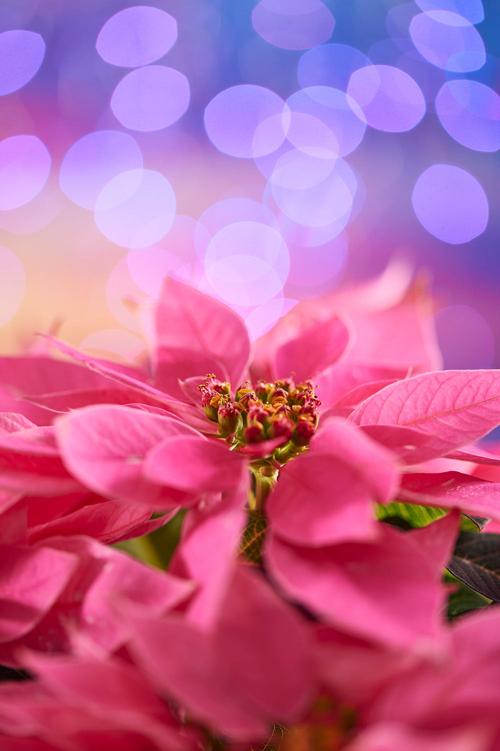 Pinkmas poinsettia Christmas wall art print with vivid pink floral detail and a vertical composition for display.