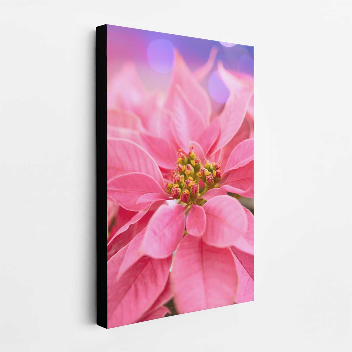 All wrapped up in pink poinsettia wall art canvas presents a vertical display of layered petals and a textured center.