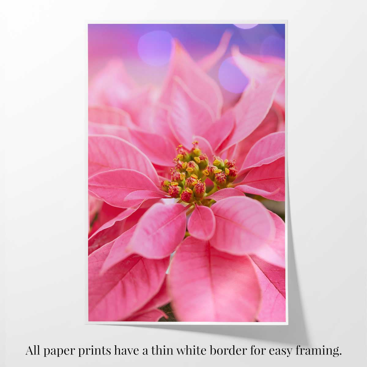 Pink Holiday Crush poinsettia wall art with a close-up floral composition and thin white border for easy framing.
