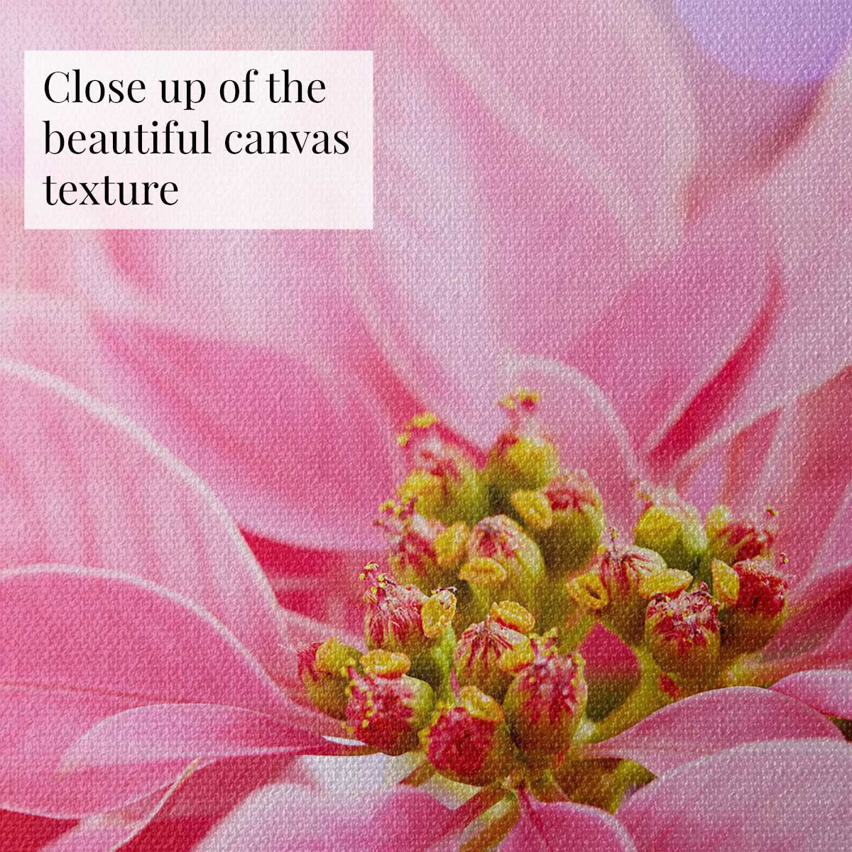 Pink poinsettia floral wall art canvas with detailed blossoms and visible woven texture in close view.