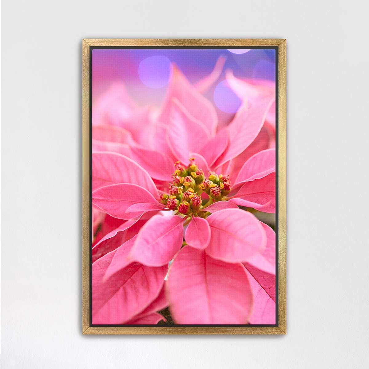 All Wrapped Up In Pink floral wall art featuring a close up poinsettia bloom in a gold frame with vivid pink petals.