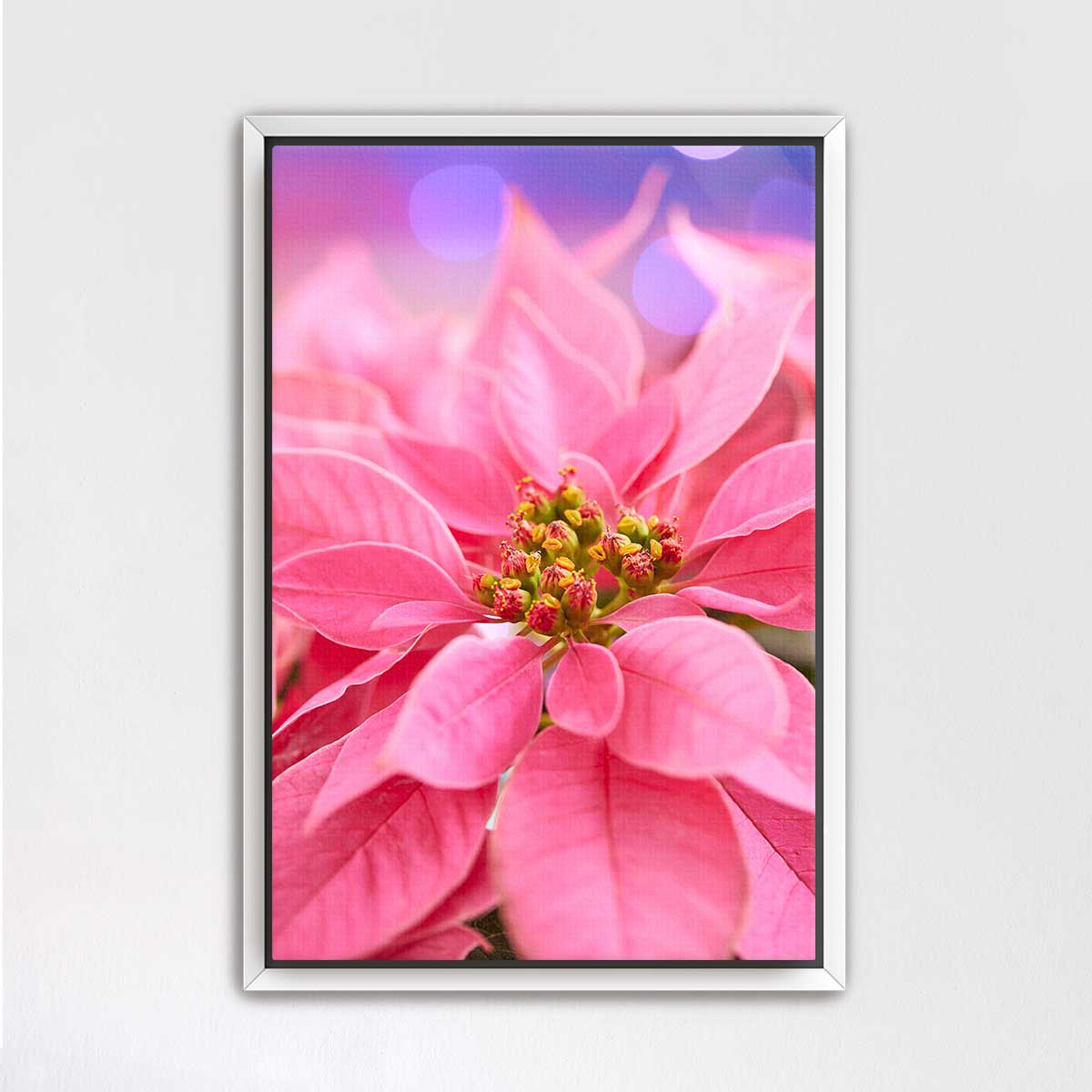 All wrapped up in pink poinsettia floral wall art, shown vertically with a white frame and close-up petals.