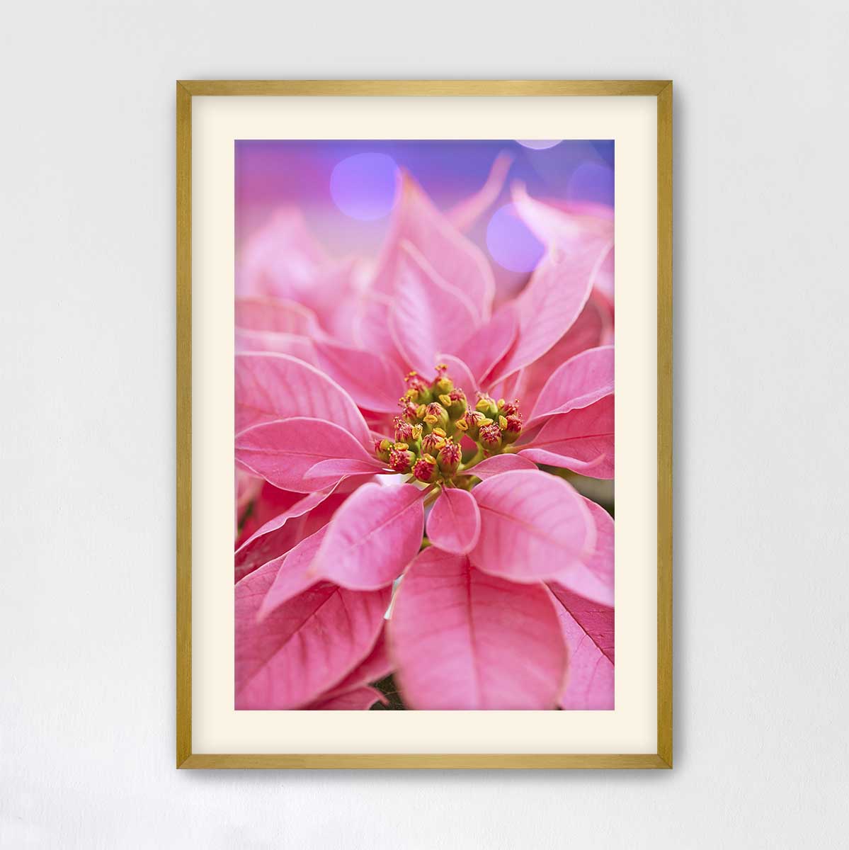 Pink Holiday Crush poinsettia Christmas wall art canvas with a close-up floral composition and gold frame