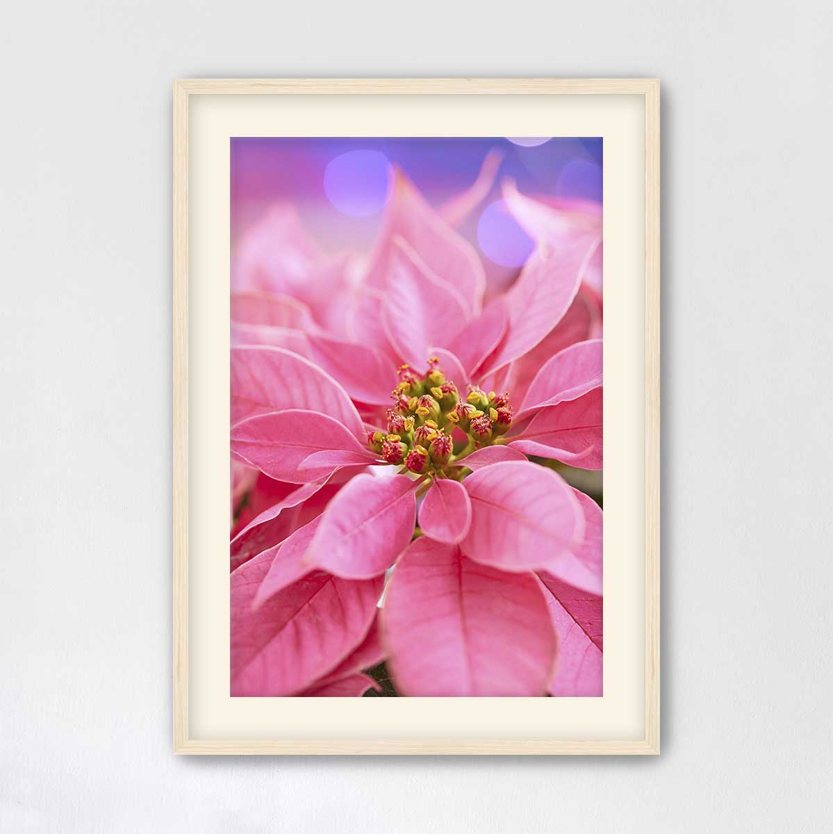 Pink Holiday Crush poinsettia Christmas wall art canvas with a maple frame, layered petals, and a detailed floral center.