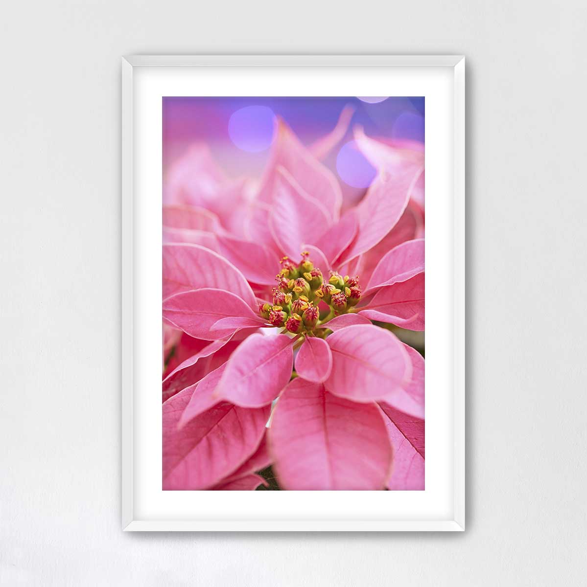 Poinsettia Christmas wall art canvas with a close-up floral composition showing layered petals in a white frame.
