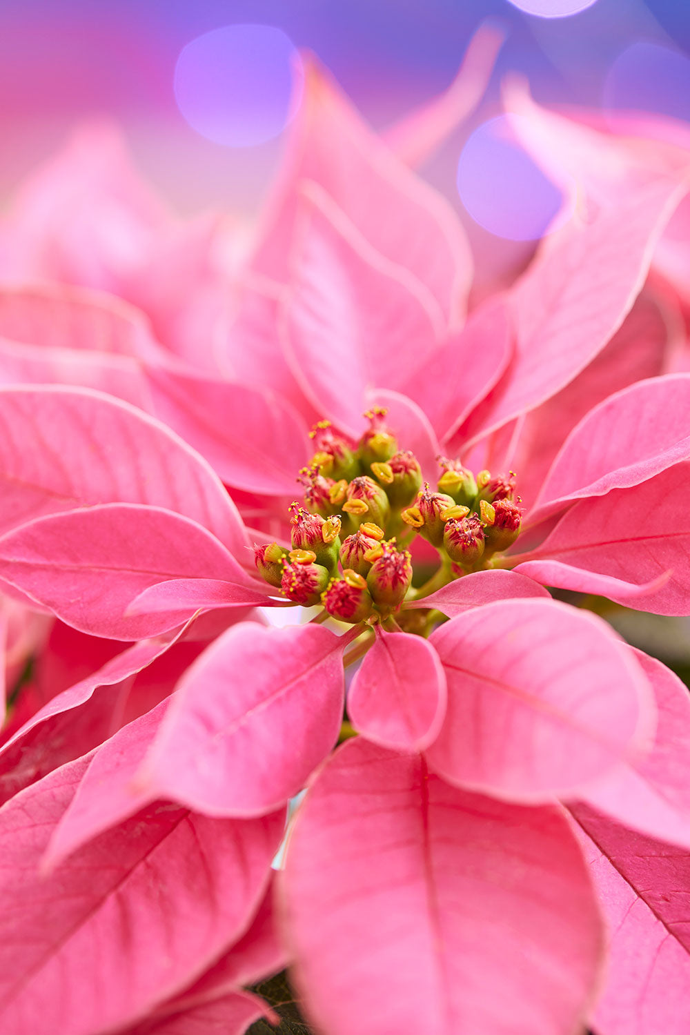 Poinsettia Christmas wall art canvas in pink with a close-up floral composition and layered petals.