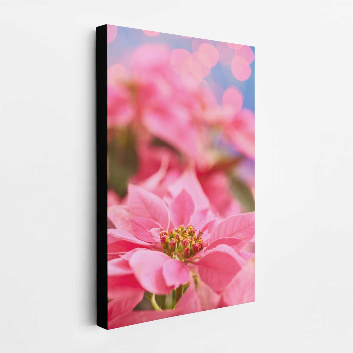 Poinsettia Christmas wall art print in pink with a close up floral design and soft bokeh background.