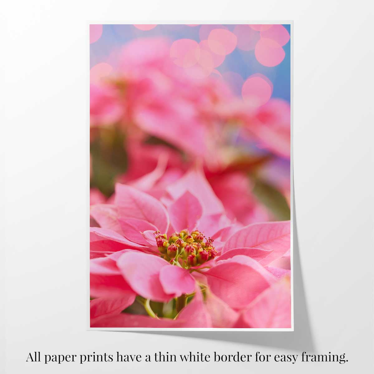 Pink winter poinsettia Christmas wall art print with a vertical floral composition and thin white border for framing