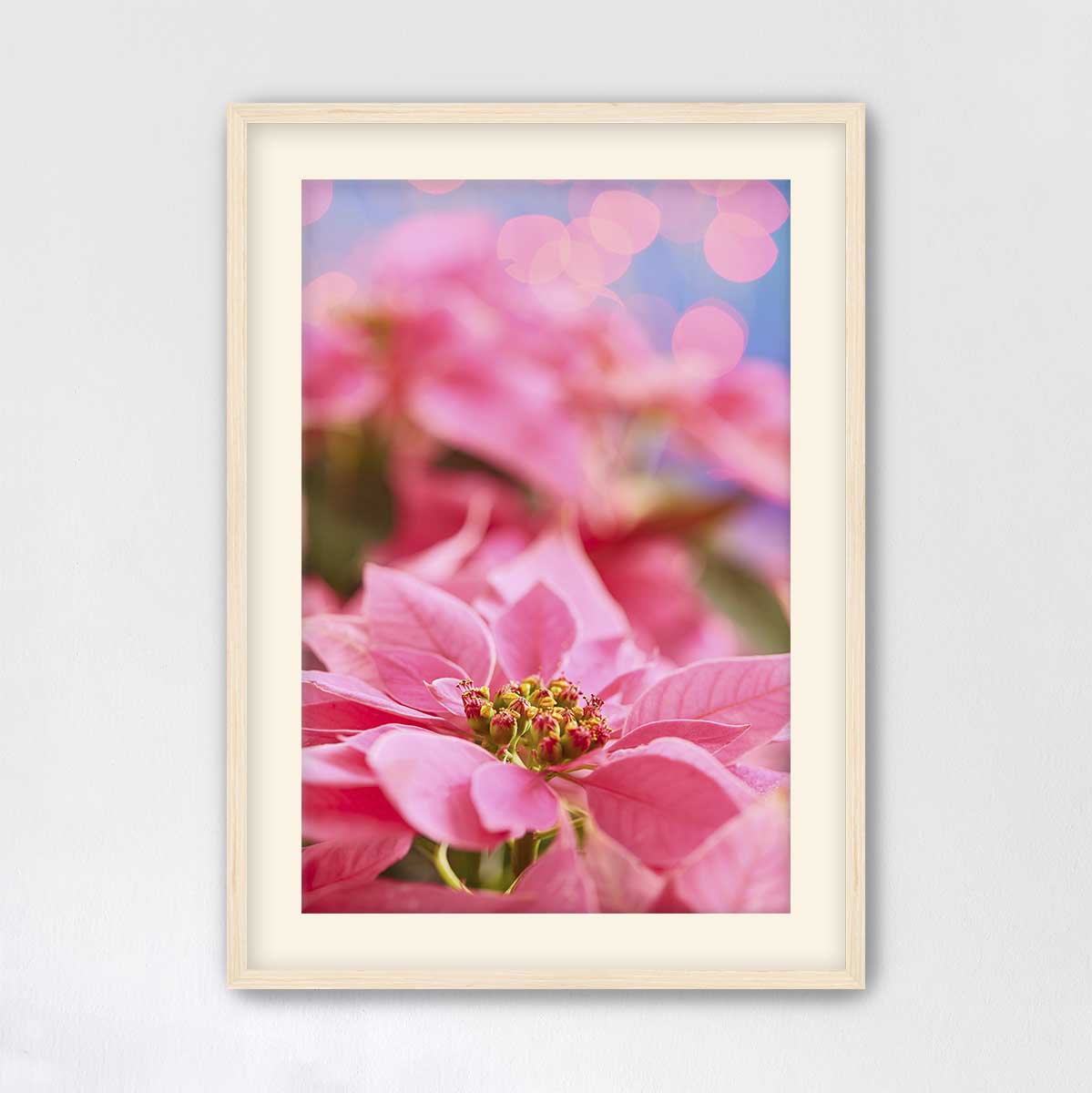 Pink winter poinsettia Christmas wall art print with a vertical fine art paper composition in a maple frame.