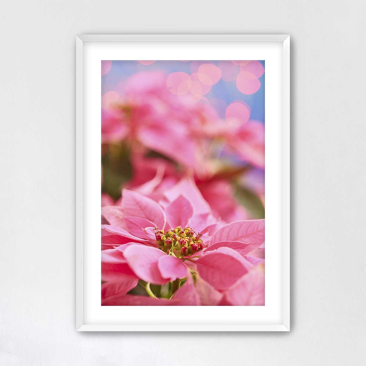 Pink Winter poinsettia Christmas wall art print with a white frame and softly blurred floral background on fine art paper.