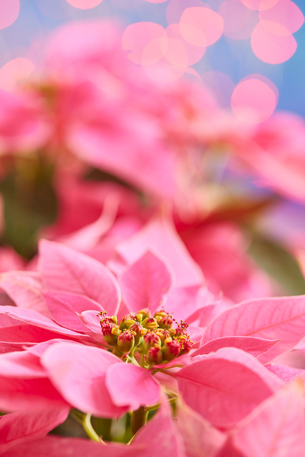 Poinsettia floral wall art in vivid pink with a vertical composition and softly blurred floral background