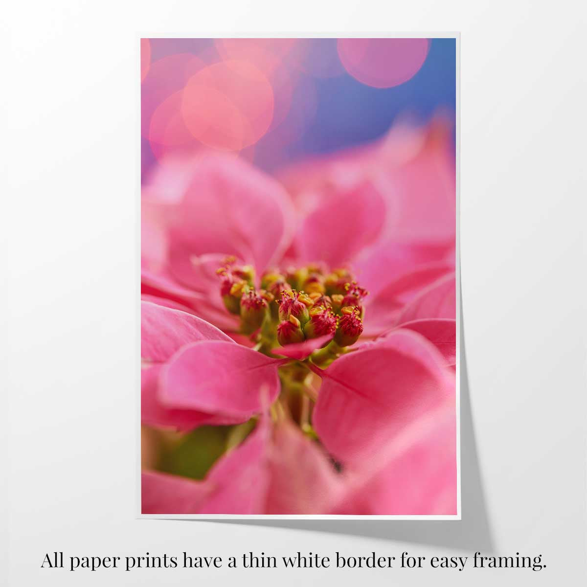 Pink winter poinsettia Christmas wall art canvas with a close up flower photograph, blurred holiday lights, and white border