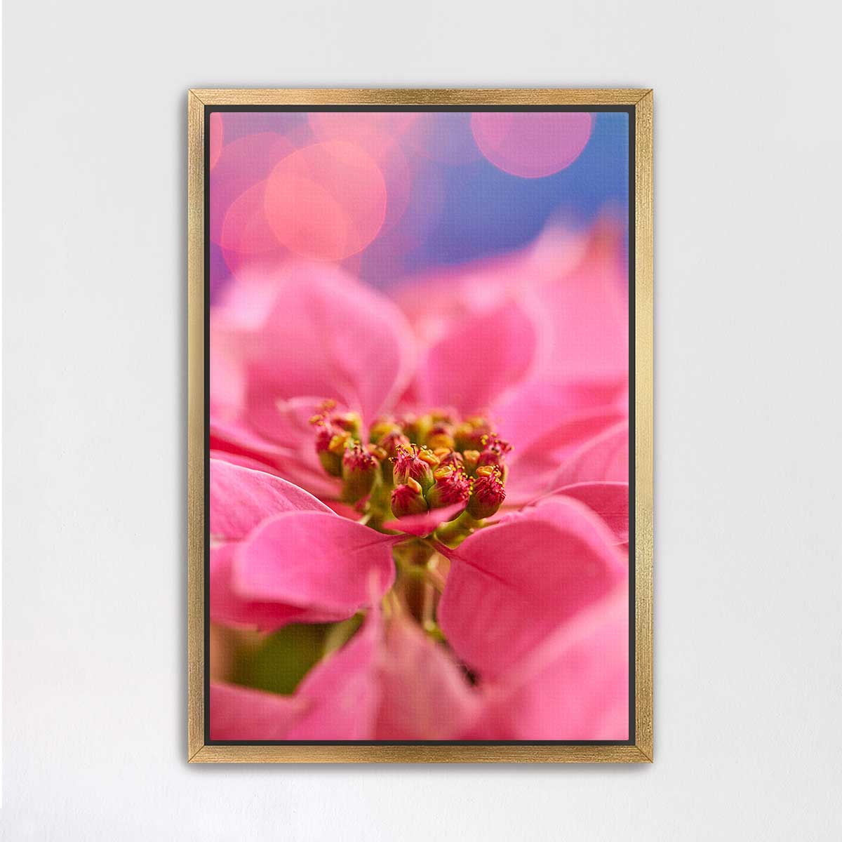 Very pink Christmas poinsettia wall art canvas with a gold frame and close-up floral composition