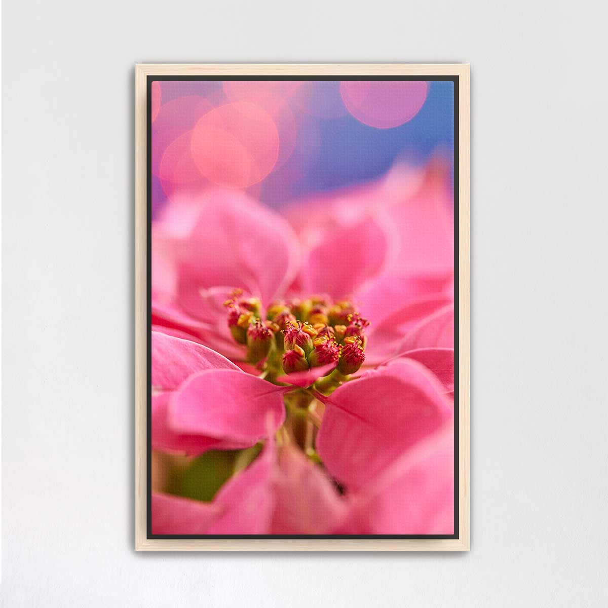 Pink Christmas poinsettia wall art canvas with a close-up floral composition in a maple frame