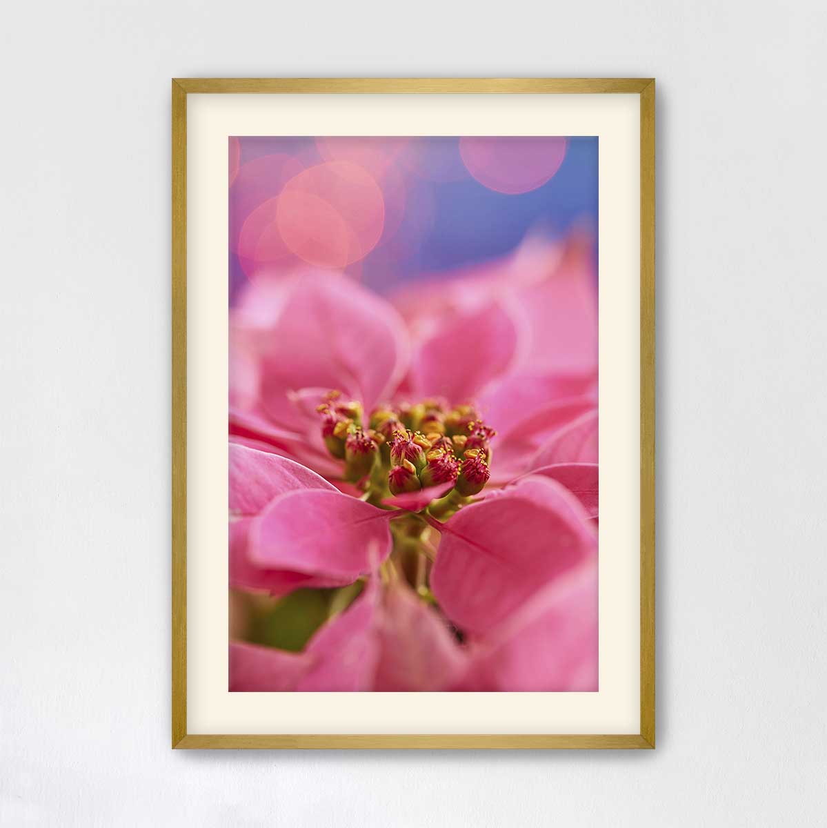 Pink Winter poinsettia Christmas wall art canvas with a gold frame and a close-up photograph with blurred holiday lights.