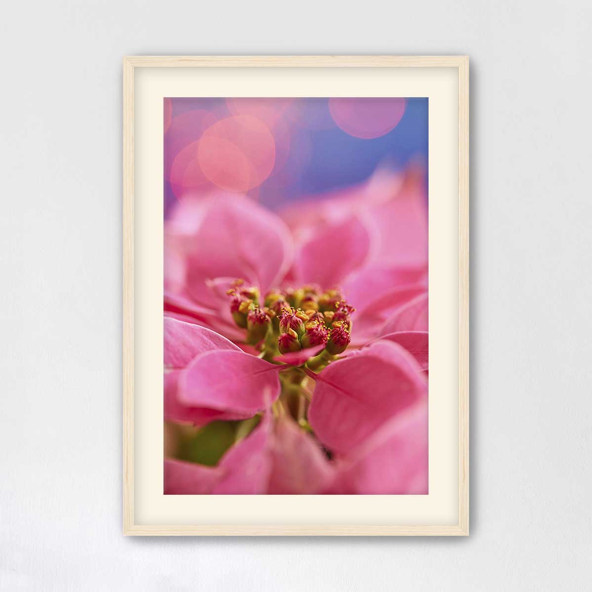 Pink Winter poinsettia Christmas wall art canvas presents a close up floral photograph with vivid petals in a light wood
