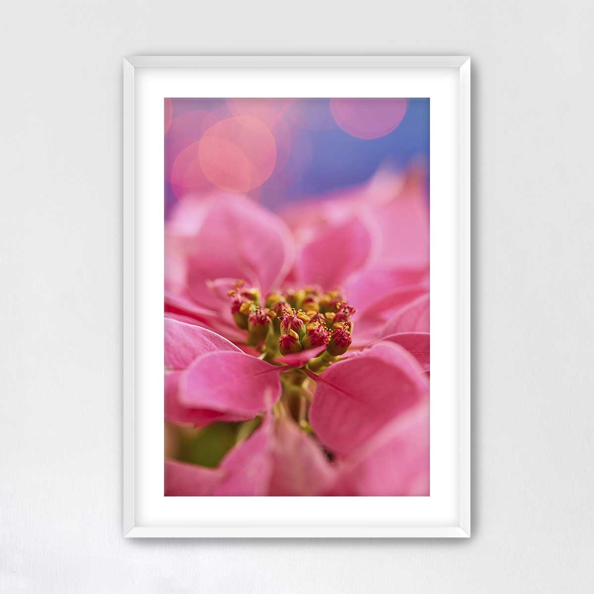 Pink winter poinsettia Christmas wall art canvas with a close-up flower photograph, blurred holiday lights, and white frame.
